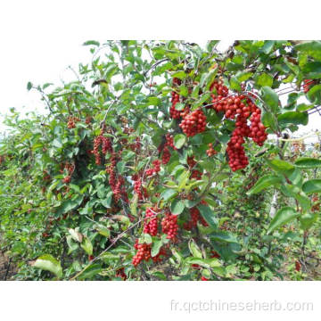 Fruits Schisandra naturels de haute qualité